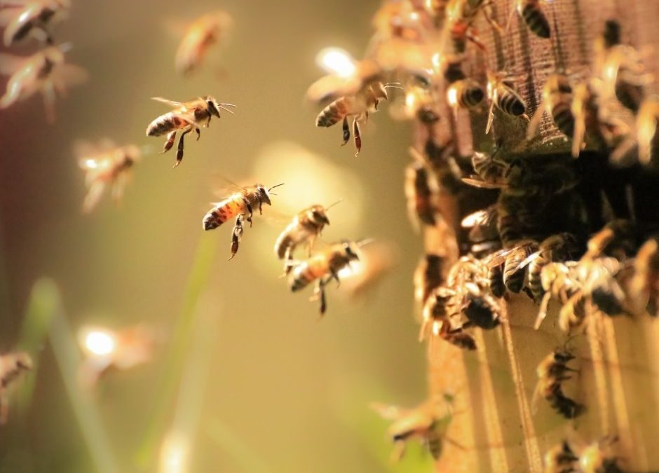 Busy Bee Syndrome Creates Procrastination and Keeps You Stuck in Stress