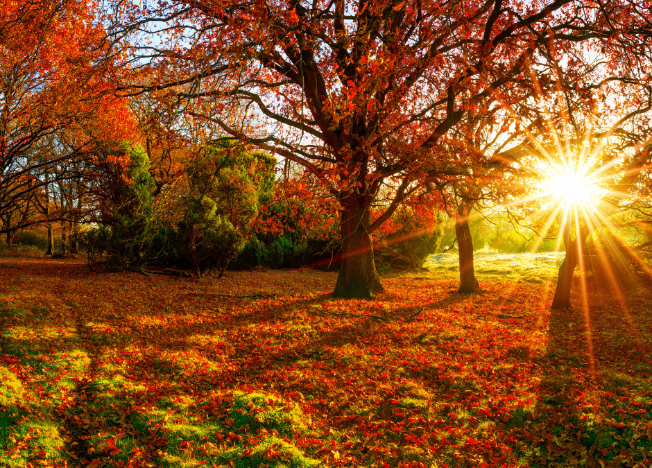 Exercise Your Free Will Muscle to be the Master Choreographer of Your Life
